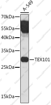 Вестерн-блоттинг, TEX101, клетки A-549