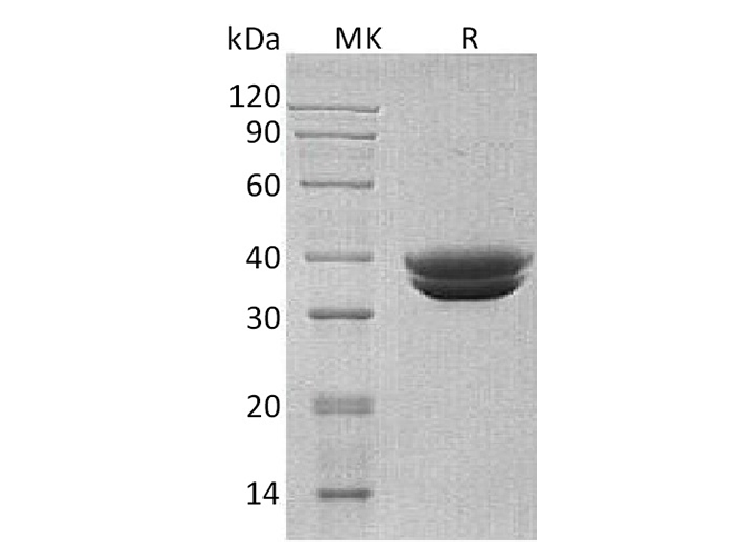 Валидация Elabscience PKSH033373(3704)