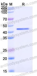 EHH19601, SDS-PAGE