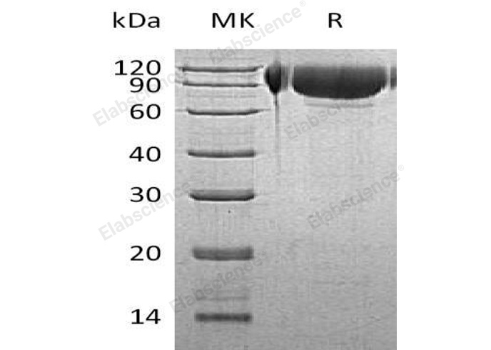 Валидация Elabscience PKSH032779(3200)