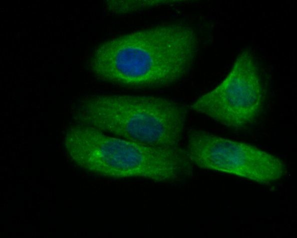Валидация AssayVector ARM1260(678)