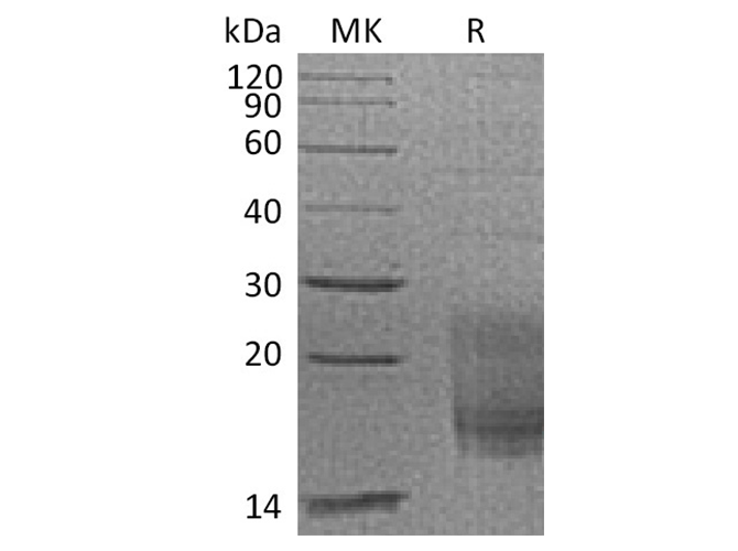 Валидация Elabscience PKSQ050031(5403)
