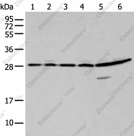 Вестерн-блоттинг, SFN, клетки 293T, A549 и HeLa