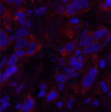 Валидация Elabscience E-AB-22033