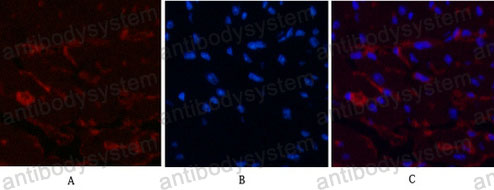 Валидация IF - AntibodySystem RHC18706 (315)