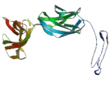 Nucleoporin 153kDa (NUP153)