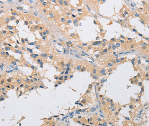 Валидация Elabscience E-AB-14622