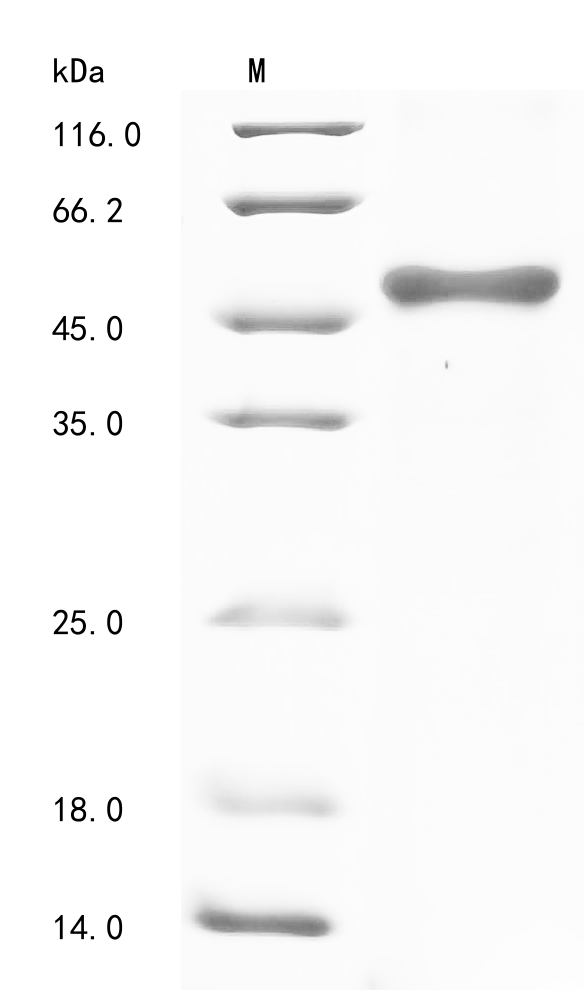 SDS-PAGE
