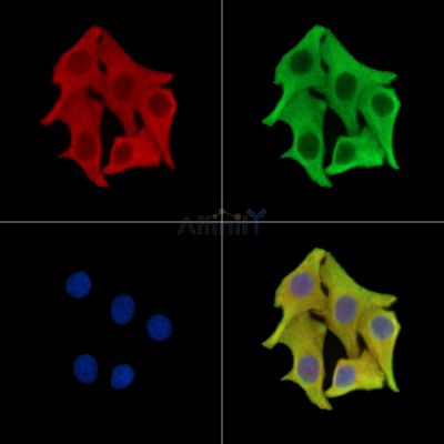 Валидация Affinity DF15177 - 11451