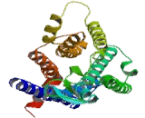 Adenosine A1 Receptor (ADORA1) Adenosine A1 Receptor (ADORA1)