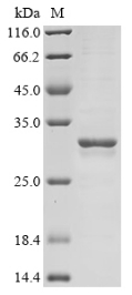 SDS-PAGE