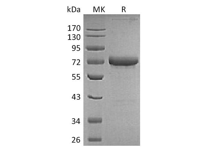 Валидация Elabscience PKSH033797(4068)