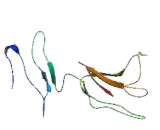 Fc Receptor Like Protein 1 (FCRL1) Fc Receptor Like Protein 1 (FCRL1)