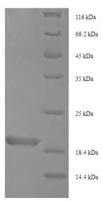 SDS-PAGE