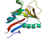 C-Type Lectin Domain Family 4, Member L (CLEC4L) C-Type Lectin Domain Family 4, Member L (CLEC4L)