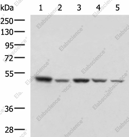 Вестерн-блоттинг, ENO3, клетки HepG2, NIH/3T3, C2CL2, Raji и Jurkat