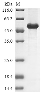 SDS-PAGE
