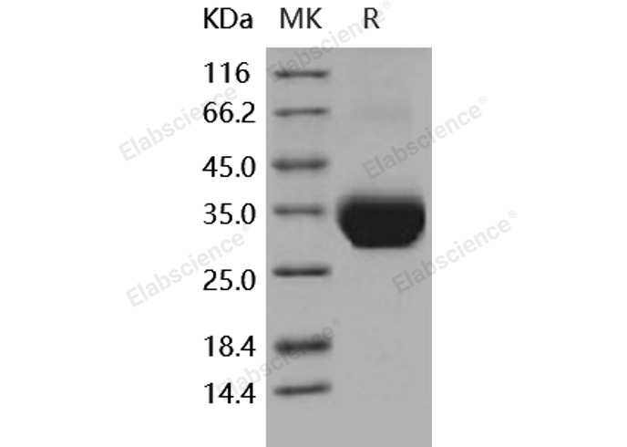 Валидация Elabscience PKSH031759(2394)