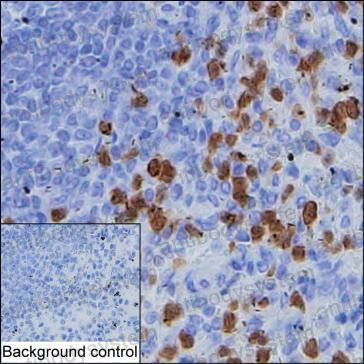 Валидация AntibodySystem RHE00202