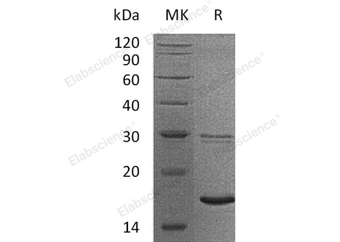 Валидация Elabscience PKSH033180(3533)