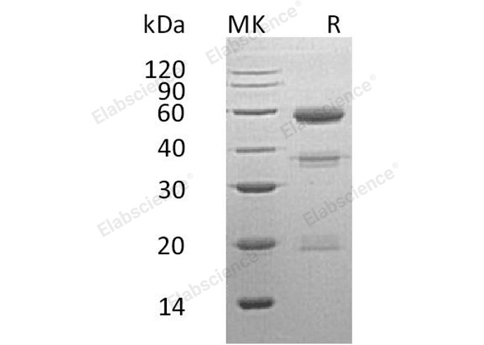 Валидация Elabscience PKSH032173(2698)