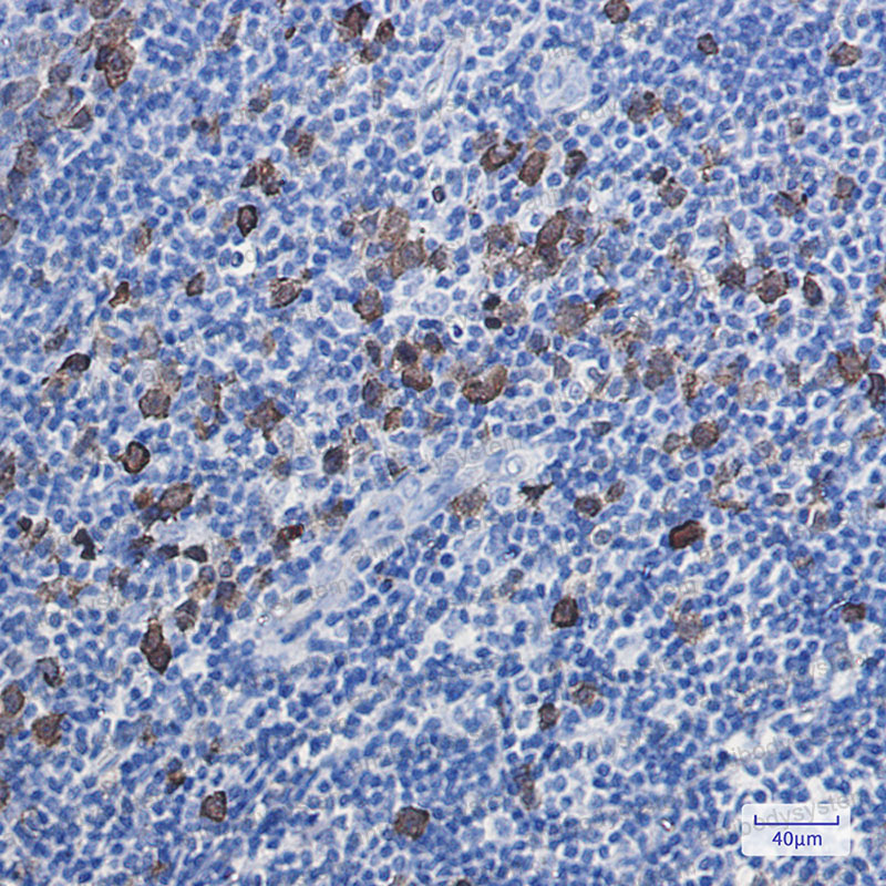 Валидация AntibodySystem RHC10801