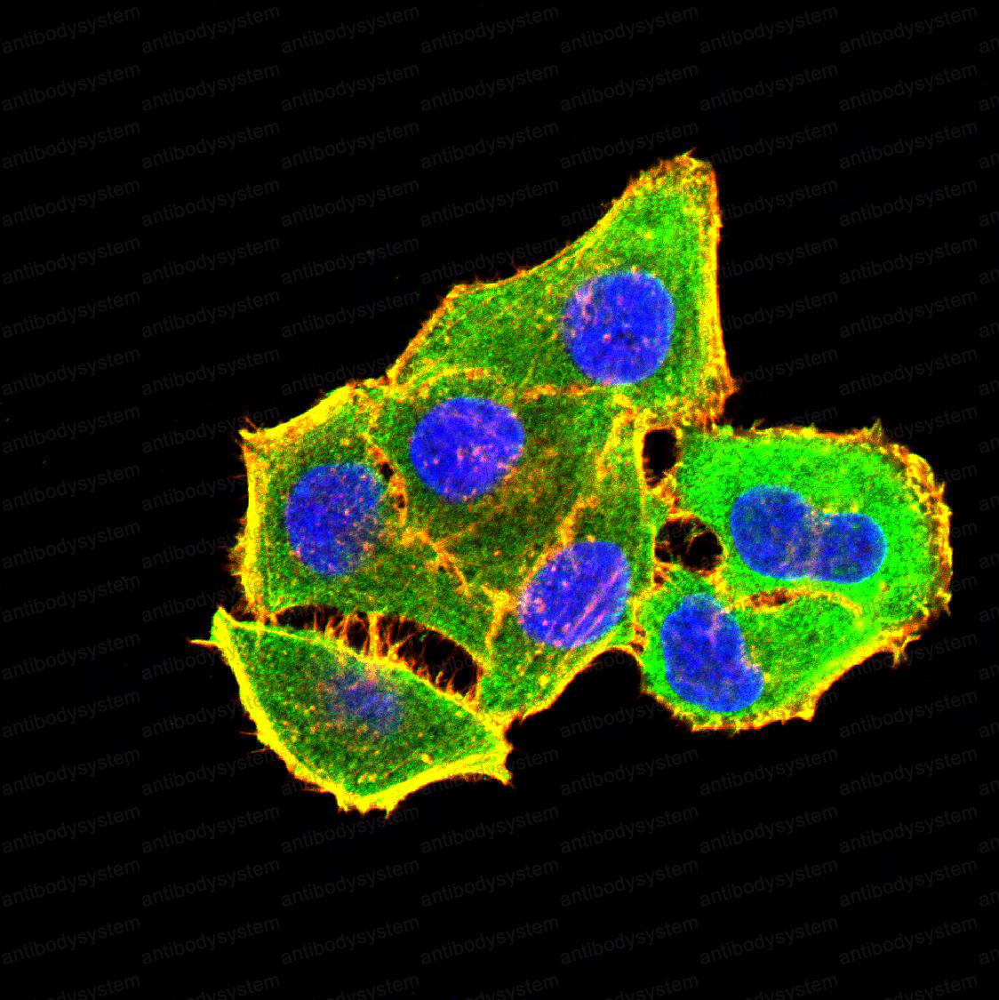 Валидация IF - AntibodySystem RHJ47001