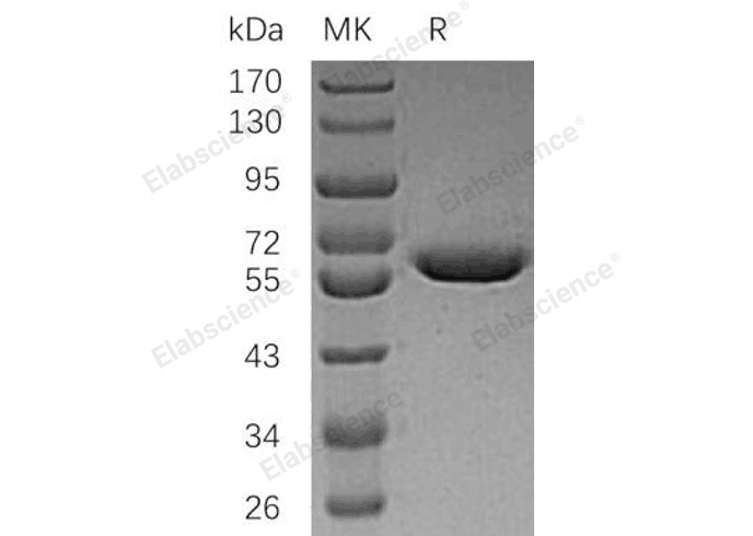 Валидация Elabscience PKSH032093(2639)