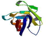 B-Lymphocyte Activation Antigen B7-2 (LAB7-2)