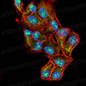 Валидация IF - AntibodySystem RHG01803