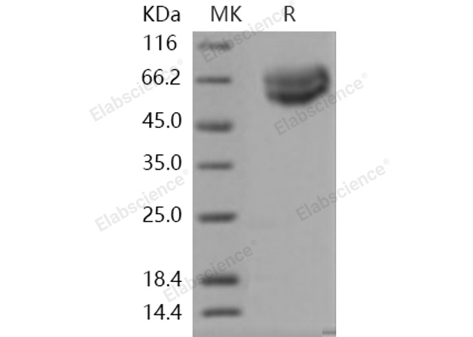 Валидация Elabscience PKSH031254(2004)