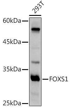 Валидация Elabscience E-AB-90940
