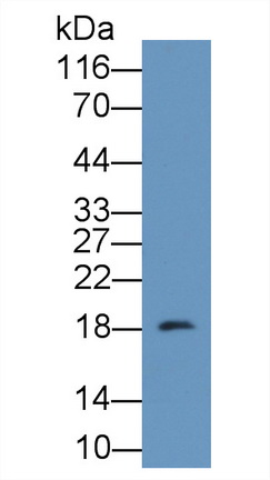 12187