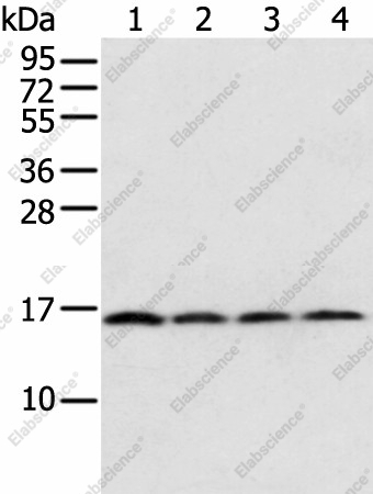 Вестерн-блоттинг, MRPS18C, клетки 231, HeLa, K562 и ткань карциномы мочевого пузыря человека