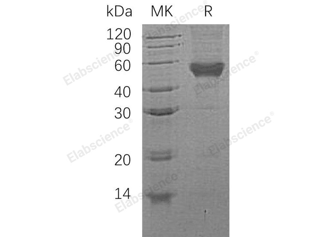 Валидация Elabscience PKSH032203(2721)