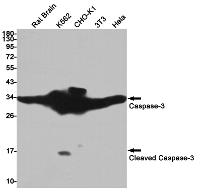 Валидация WB - AssayVector ARM1449 (451)