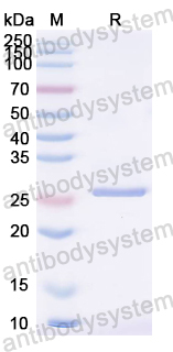 YWN45301, SDS-PAGE