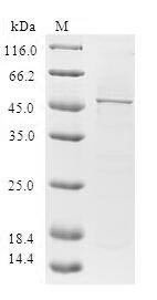 SDS-PAGE