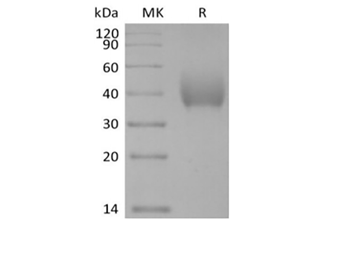Валидация Elabscience PKSH034057(4287)