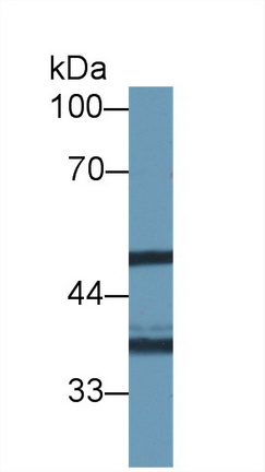 10372