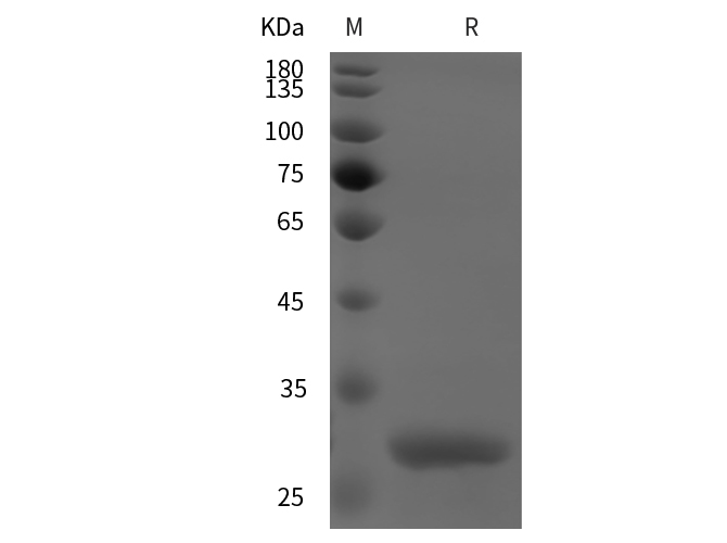Валидация Elabscience PDEM100243(576)