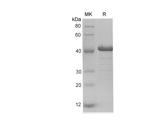 Валидация Elabscience PDEH100700(175)