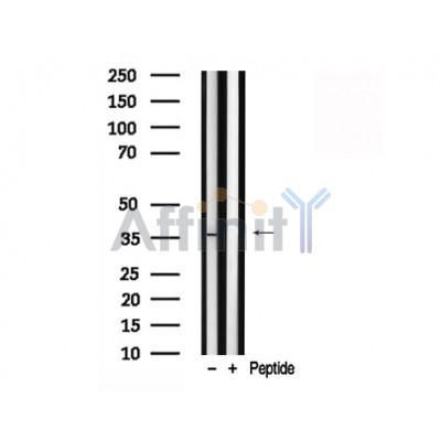 Валидация Affinity AF7821 - 4544