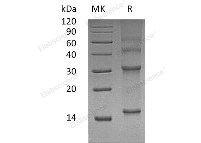 Валидация Elabscience PKSH033183(3534)