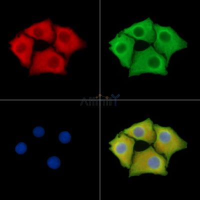 Валидация Affinity DF14599 - 10619