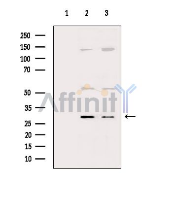 Валидация Affinity AF5142 - 2535