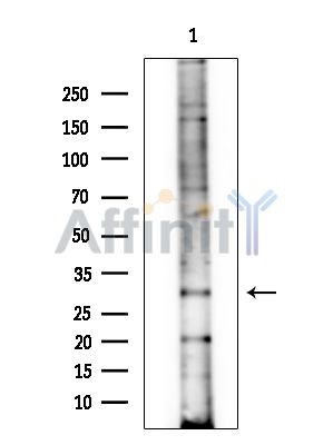 Валидация Affinity DF13877 - 9604