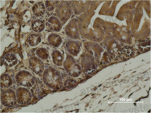 Валидация AntibodySystem RHF52708