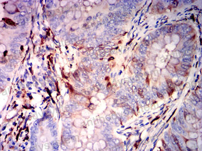 Валидация AntibodySystem RHC19807