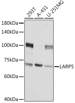 Валидация Elabscience E-AB-90569